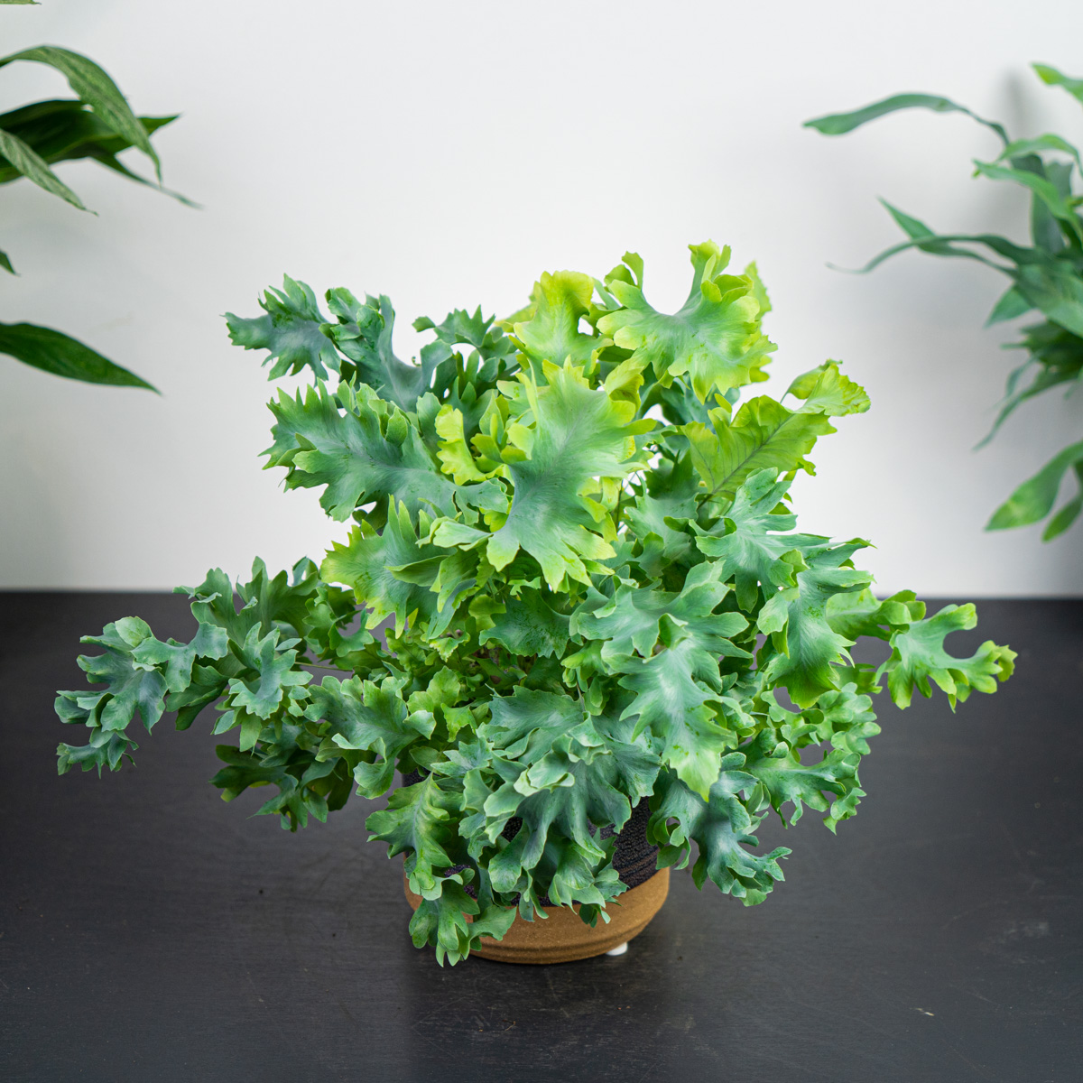 Phlebodium blue star