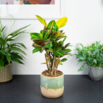 codiaeum-petra-drzewko-kroton