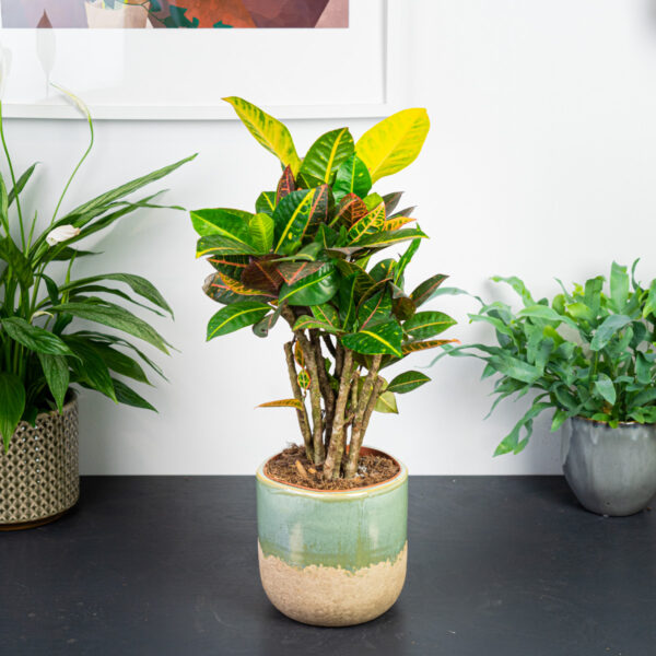 codiaeum-petra-drzewko-kroton codiaeum-petra-drzewko-kroton