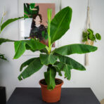 bananowiec-gigant-musa-tropicana