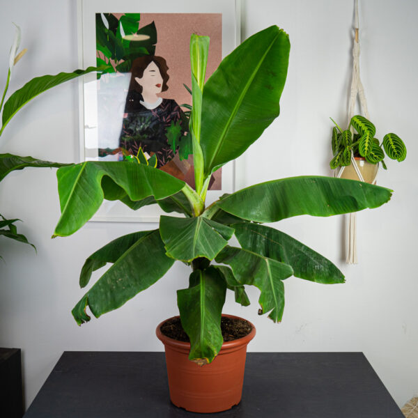 bananowiec-gigant-musa-tropicana