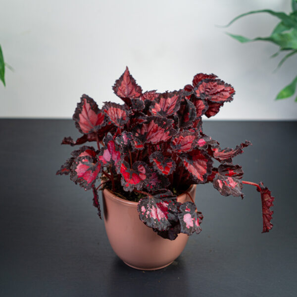 begonia-beleaf-inca-night begonia-beleaf-inca-night