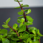 portulacaria-afra-green-crassula