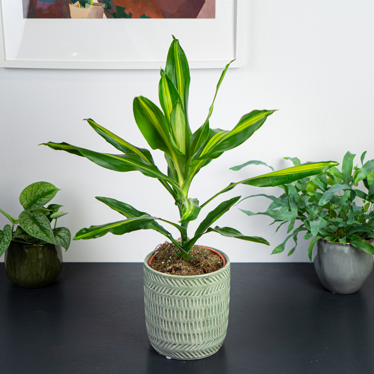 Dracaena fragrans cintho (dracena)