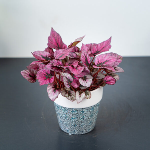 begonia-beleaf-indian-summer