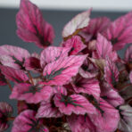 begonia-beleaf-indian-summer