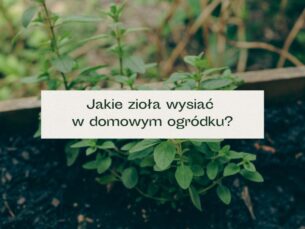 Zioła rosnące w skrzynkach na balkonie