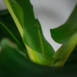 bananowiec-gigant-musa-dwarf-cavendish