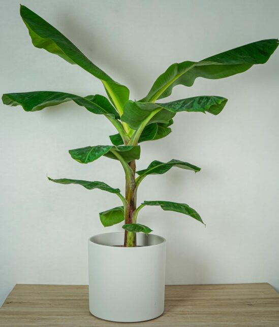 bananowiec-gigant-musa-dwarf-cavendish bananowiec-gigant-musa-dwarf-cavendish