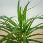 dracaena-marginata-dracena