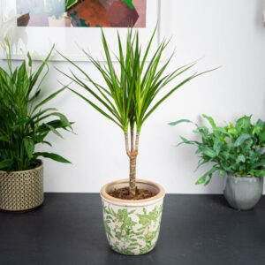 dracaena-marginata-dracena