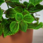 pilea-mollis-moon-valley