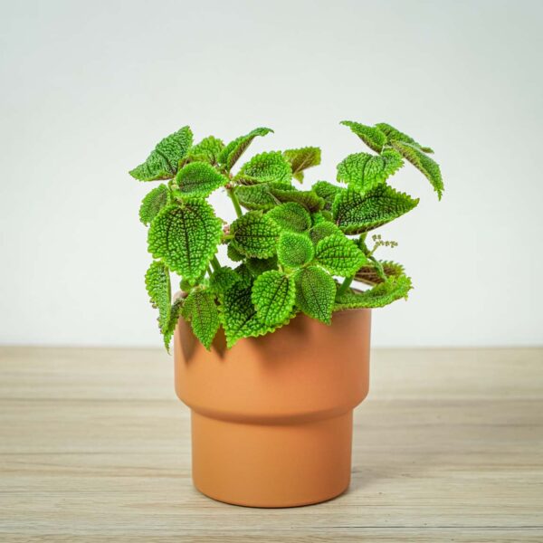 pilea-mollis-moon-valley pilea-mollis-moon-valley