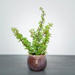 portulacaria-afra-green-crassula