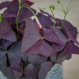 szczawik-purple-shamrock-oxalis-triangularis