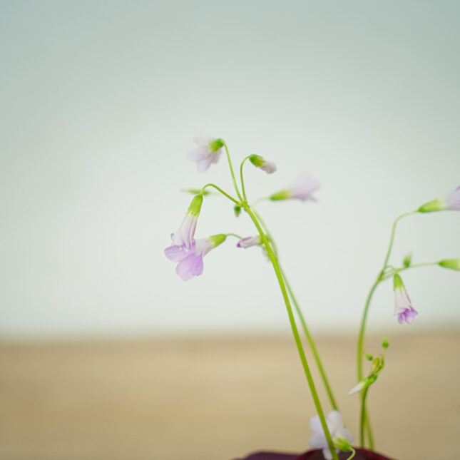 szczawik-purple-shamrock-oxalis-triangularis (3) szczawik-purple-shamrock-oxalis-triangularis