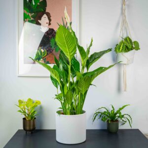 skrzydlokwia sweet sebastian-spathiphyllum