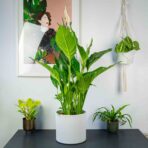 skrzydlokwia sweet sebastian-spathiphyllum