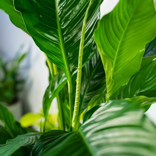 skrzydlokwiat-sweet-sebastian-spathiphyllum skrzydlokwiat-sweet-sebastian-spathiphyllum
