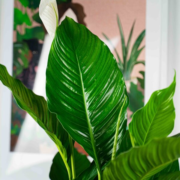 skrzydlokwiat-sweet-sebastian-spathiphyllum skrzydlokwiat sweet sebastian-spathiphyllum