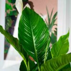 skrzydlokwiat sweet sebastian-spathiphyllum