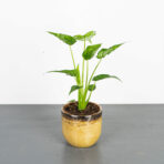 alokazja-cucullata-alocasia