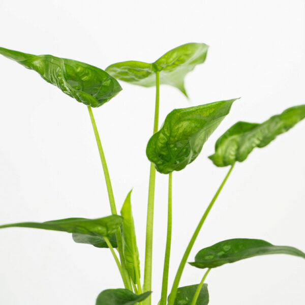 alokazja-cucullata-alocasia alokazja-cucullata-alocasia