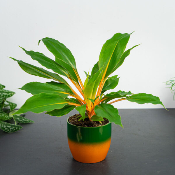 zestaw-zielistka-green-orange-w-oslonce