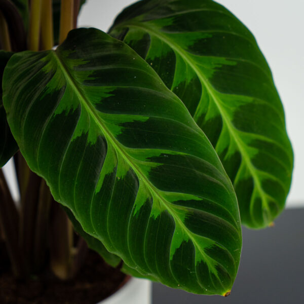 calathea-warscewiczii calathea-warscewiczii