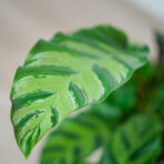 calathea-albertii