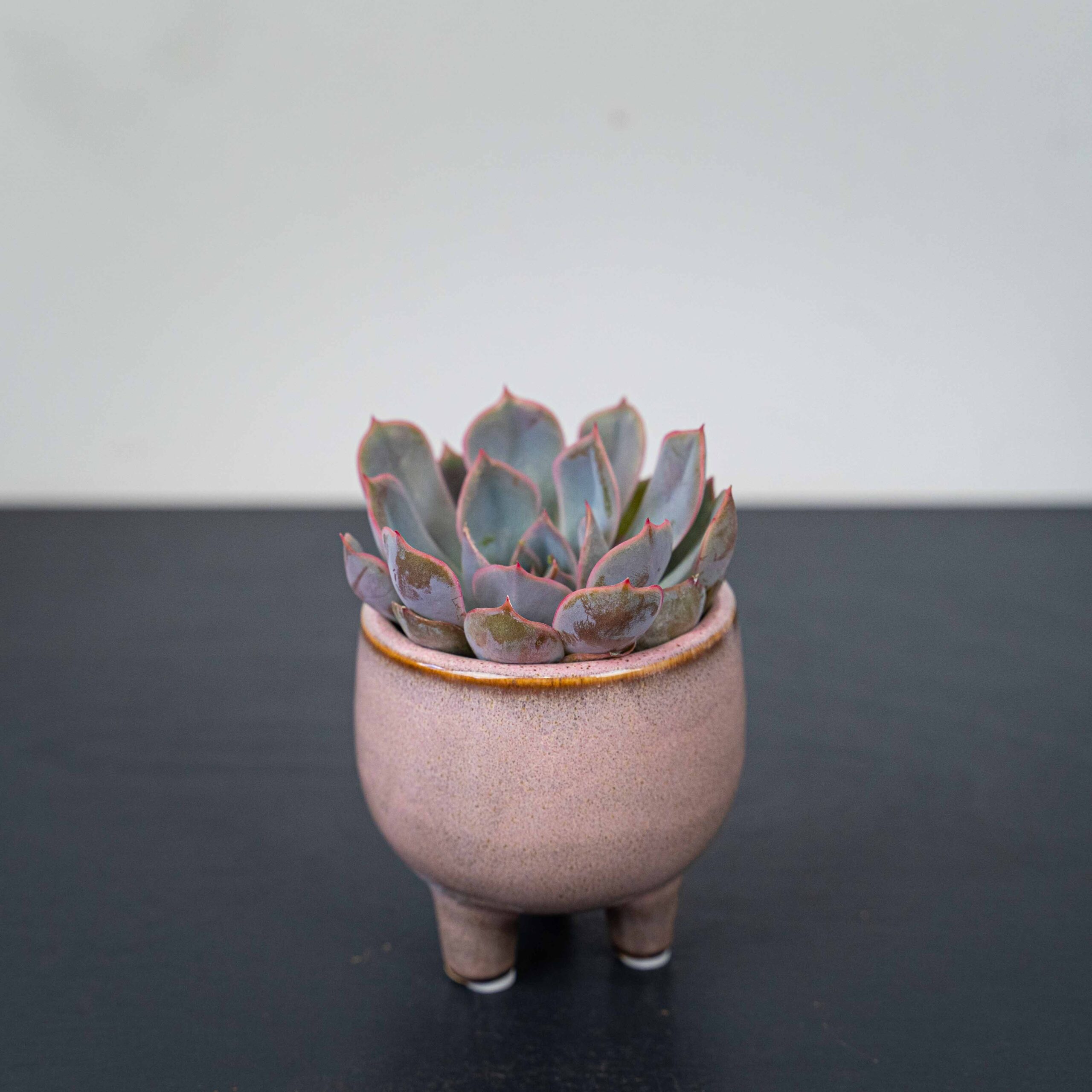 Echeveria (Eszeweria)