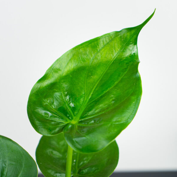 alokazja-cucullata-alocasia alokazja-cucullata-alocasia