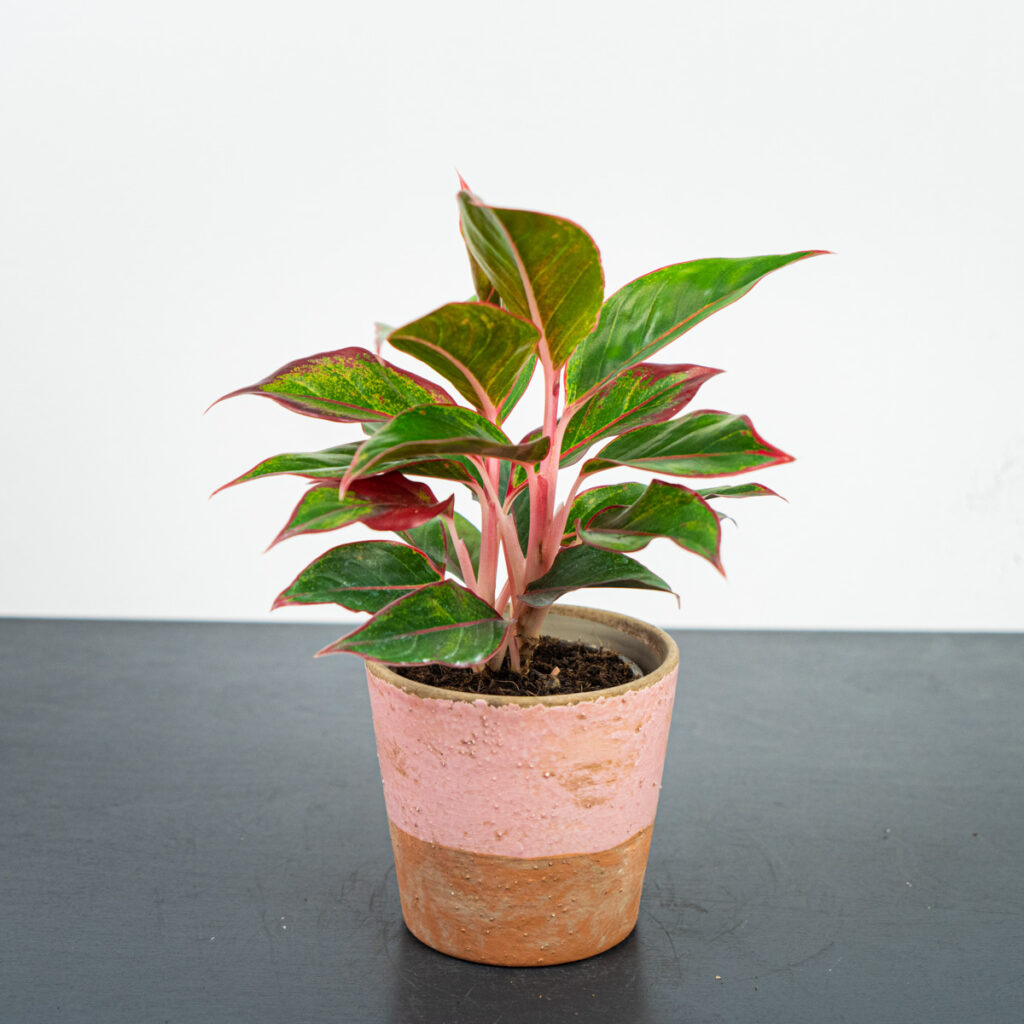 aglaonema-crete