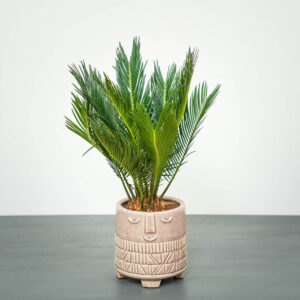 cykas-cycas-revoluta