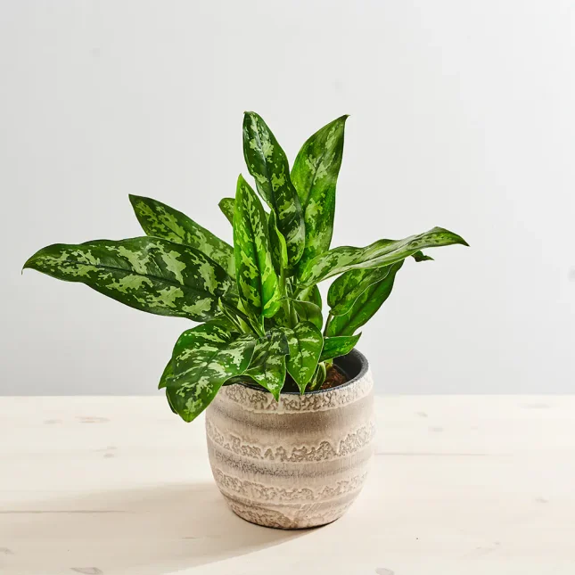MS1k9_0247_MS9 247 Aglaonema maria