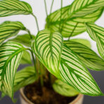 calathea-vittata