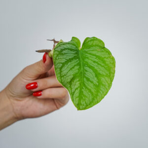 monstera-dubia-sadzonka