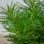 starzec-azjatycki-himalaya-senecio-archeri
