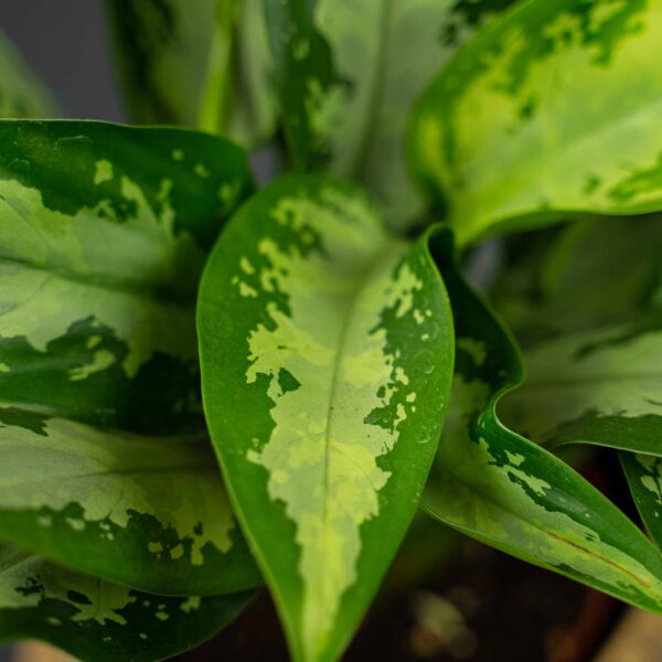 aglaonema-jubilee-compacta aglaonema-jubilee-compacta