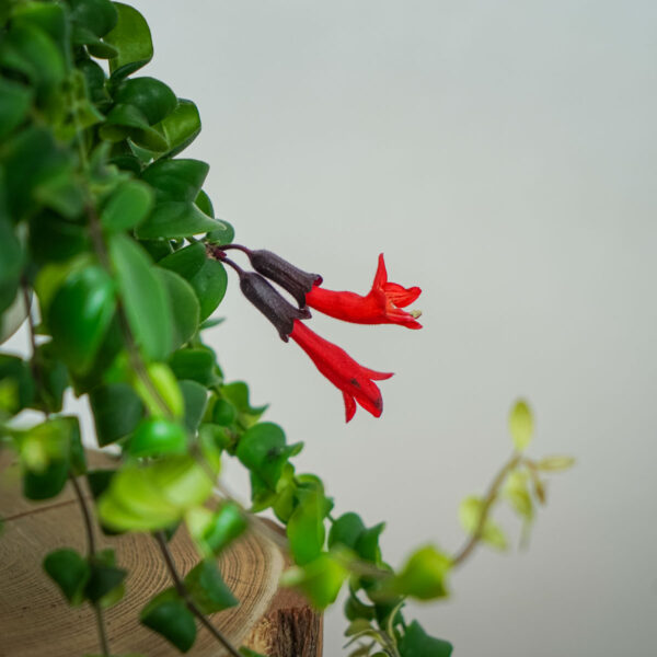 eszynantus-rasta-aeschynanthus eszynantus-rasta-aeschynanthus