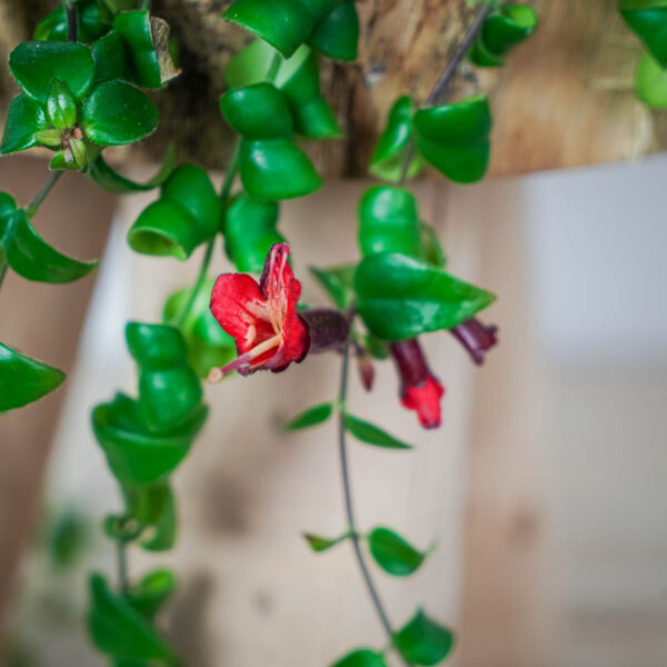 eszynantus-rasta-aeschynanthus eszynantus-rasta-aeschynanthus