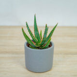 aloes-vitro