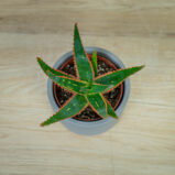 aloes-vitro