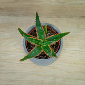 aloes-vitro