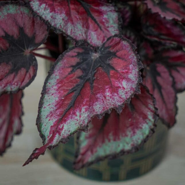 begonia-beleaf-evening-glow (3) begonia-beleaf-evening-glow