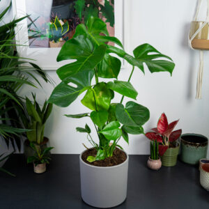 monstera