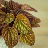 peperomia-caperata-quito