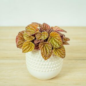 peperomia-caperata-quito