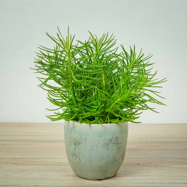starzec-azjatycki-himalaya-senecio-archeri starzec-azjatycki-himalaya-senecio-archeri