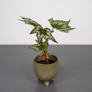 begonia-little-brother-montgomery